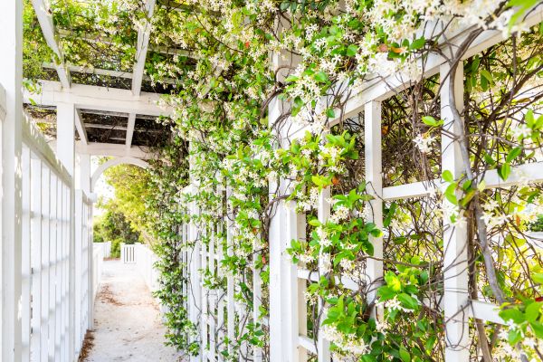 Cost of Trellis Repair in Wylie