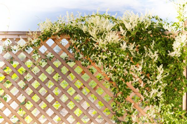 Cost of Lattice Repair in Wylie