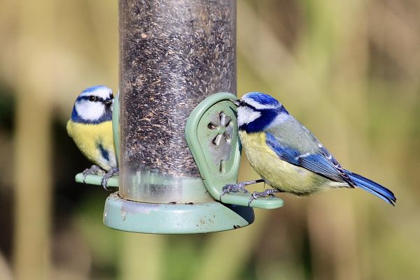 Bird Feeder Mounting Service in Wylie